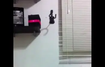 Paula nua Paula nua
