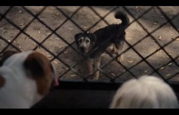 Filme o planeta dos macacos a origem completo dublado Filme o planeta dos macacos a origem completo dublado