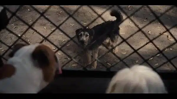 Filme o planeta dos macacos a origem completo dublado