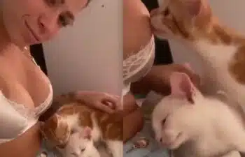 Zoofilia Mc Pipokinha transando com gato Zoofilia Mc Pipokinha transando com gato